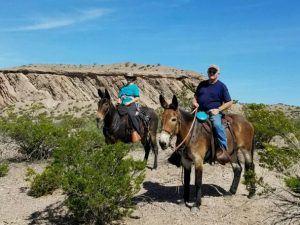 Saddle mules for on sale sale