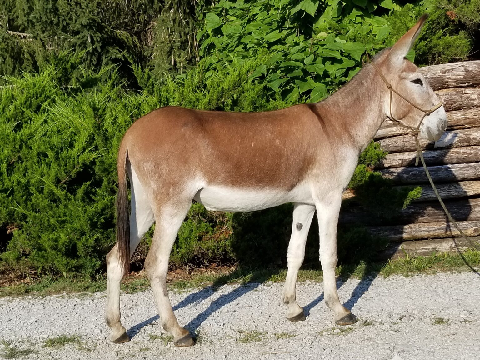 Buy, saddle mules, and mammoth riding donkeys for sale in Missouri.